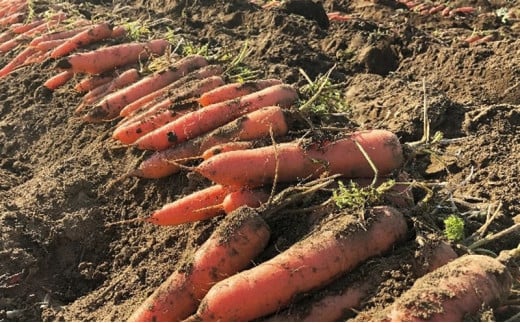 【先行予約】【12ヶ月連続定期便】ニンジンジュース （1000ml×6本入り）＜2025年12月10日以降順次発送＞人参 にんじん 野菜　ジュース 飲料 長野県 信州【 ニンジン にんじん 人参 にんじんジュース 人参ジュース 健康 野菜ジュース 食べるジュース 有機栽培 ニンジン 農業法人 食べるジュース 朝食 長野県 佐久市 Farmめぐる株式会社 旬彩 】