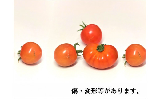 【先行予約・2026年2月以降発送】高糖度クラシックミニトマト『ハイドン』約1kg箱＜北海道・沖縄県・離島は配送不可＞　長野県　信州　佐久市　野菜　旬彩　プチ　小粒