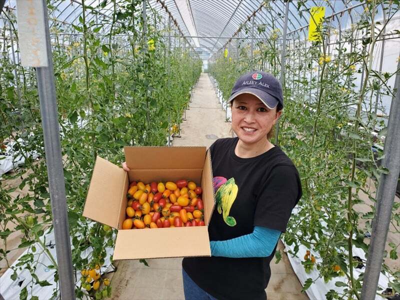 信州産トマトジュース715ml×2本『トマトード 黄金＆オリジナルブレンド』（沖縄・離島は配送不可）長野県　佐久市　無農薬　完熟　フルーツミニトマト