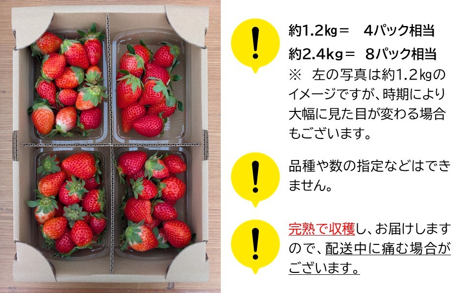 【期間限定／先行予約】朝穫れ完熟不揃いイチゴ約2.4kg（北海道・沖縄県・離島は発送不可）4種類のいちごから厳選 苺 ストロベリー 産地直送 長野県 佐久市 旬彩