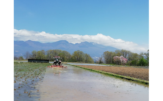 【令和7年産・白米5kg】「五郎兵衛さんのお米」＜2025年10月初旬以降順次配送＞ 長野県 信州 新米 こしひかり【五郎兵衛米 米 コメ 白米 精米 お米 こめ おこめ 備蓄品 仕送り おすそ分け 備蓄米 コシヒカリ こしひかり 長野県 佐久市 】