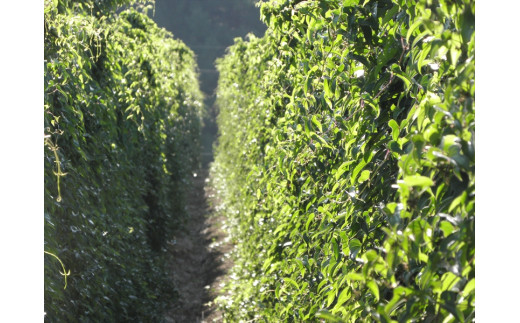 長野県産 ながいも 約10kg 〈2025年12月1日出荷開始～2025年12月25日出荷終了〉| 長芋 長いも 高原野菜 信州佐久 土作りからこだわり 作物本来の美味しさを目指して栽培 長野県 佐久市 旬彩