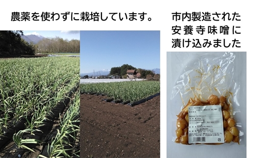 ニンニク味噌漬け600g（100g×6袋）＜沖縄・離島は配送不可＞にんにく 無農薬 ホワイト六片種 安養寺味噌 信州味噌 【 漬物 長野県 信州 佐久市】
