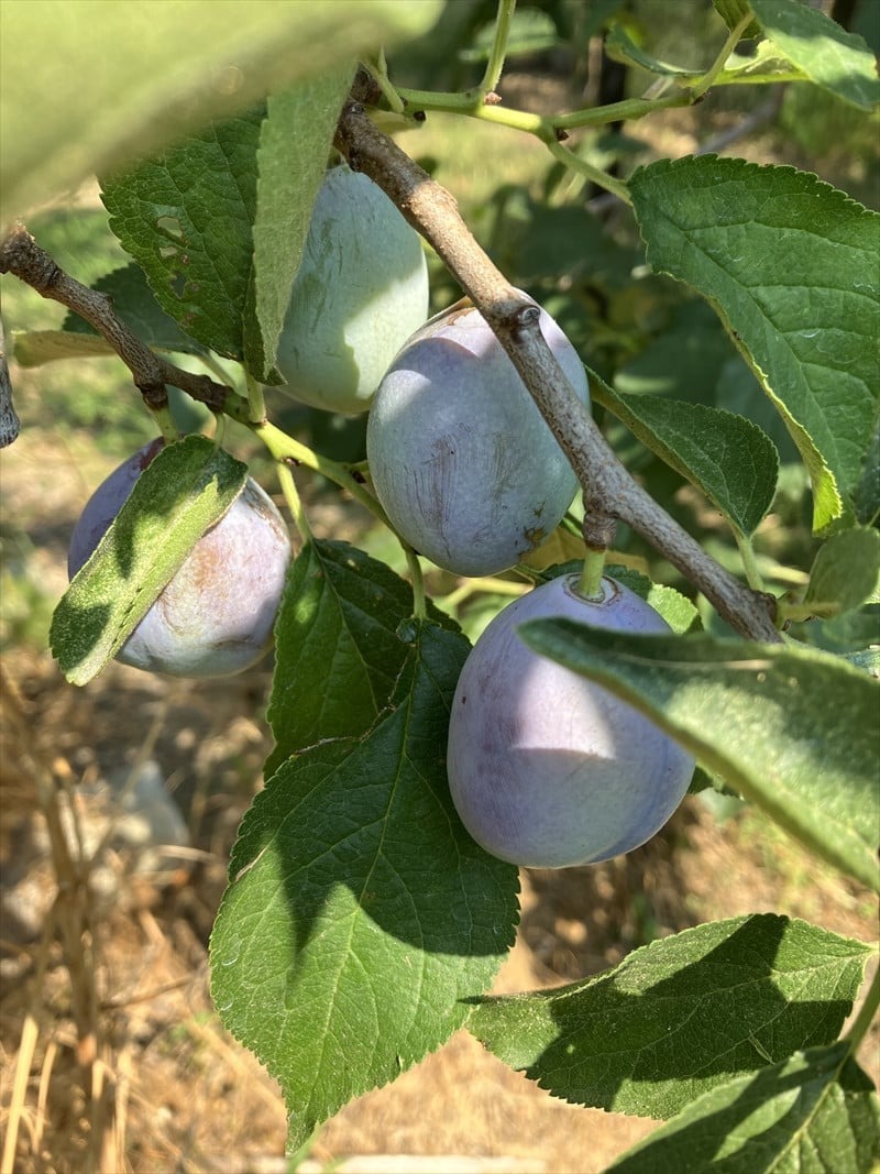 【先行予約・2026年9月下旬発送】令和8年産ホシノマチプルーン（サンプルーン）約1.6kg ＜沖縄県・離島は発送不可＞ 長野県 信州 佐久市 発祥 セイヨウスモモ