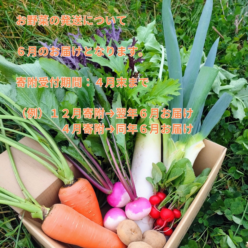 【先行予約〈出荷時期:2026年6月出荷〉】朝採れおまかせ旬の高原野菜 7種セット (北海道・沖縄県・離島は配送不可)　長野県　信州　栽培期間中　無農薬　産地直送　季節　旬　岩渕なないろ農園 旬彩