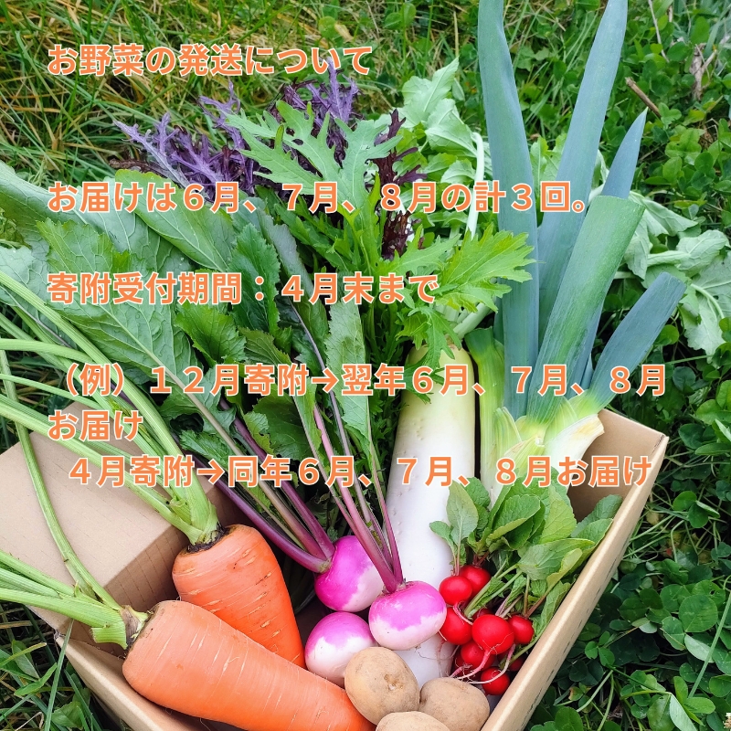 【先行予約・定期便全3回〈出荷時期:2026年6月～8月出荷〉】朝採れおまかせ旬の高原野菜 7種セット (北海道・沖縄県・離島は配送不可)　長野県　信州　栽培期間中　無農薬　産地直送　季節　旬　岩渕なないろ農園 旬彩