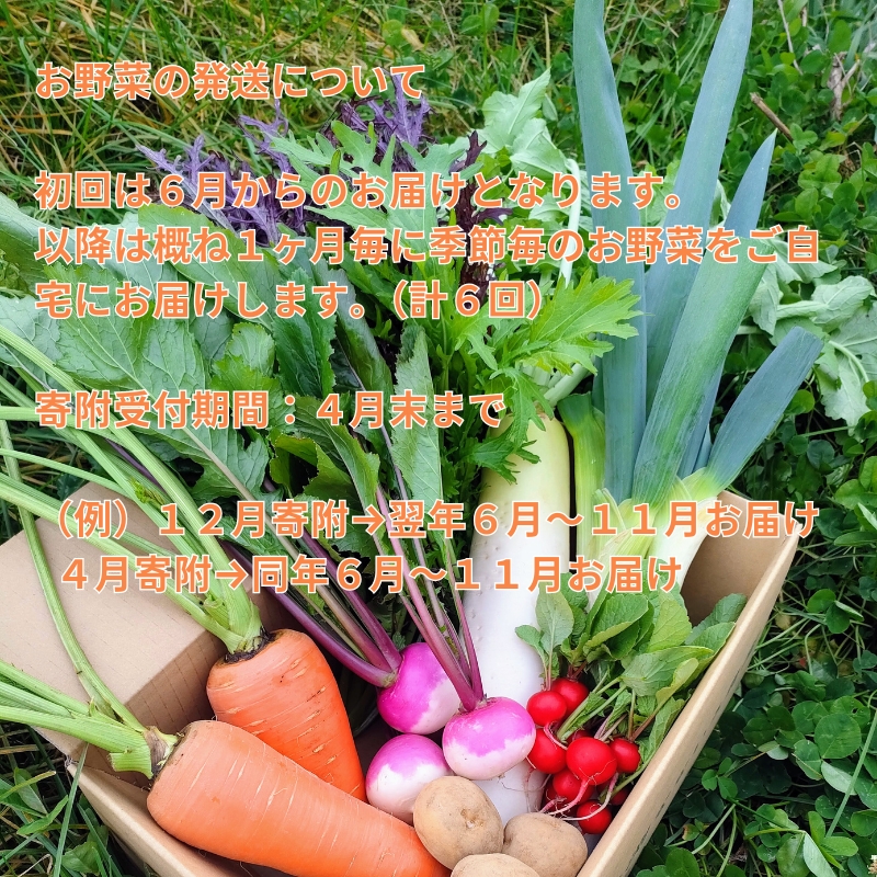 【先行予約・定期便全6回〈出荷時期:2026年6月～11月出荷〉】朝採れおまかせ旬の高原野菜 7種セット (北海道・沖縄県・離島は配送不可)　長野県　信州　栽培期間中　無農薬　産地直送　季節　旬　岩渕なないろ農園 旬彩