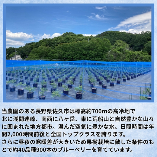 長野県産 ブルーベリージャム125gとハチミツ100gセット（各1本/化粧箱入） 信州 佐久市 無添加 国産 アカシア 蜂蜜 ハニー パン ヨーグルト