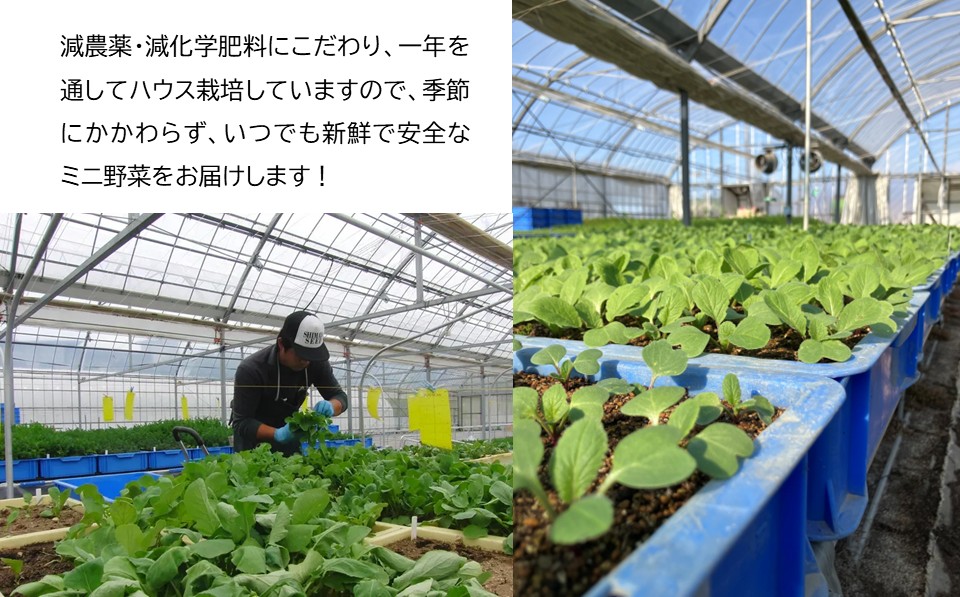 長野県佐久市産『ミニ野菜(根菜類)100本セット』（北海道・沖縄・離島は配送不可） 高原野菜 産地直送 新鮮 旬彩 減農薬 減化学肥料  信州 おまかせ【 長野県 佐久市 】