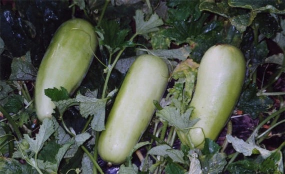 白瓜の粕漬（2025年10月上旬頃～順次発送）【ごはんのお供 つけもの 漬け物 漬物 白瓜 粕漬 信州 瓜の粕漬け おつまみ おかず 長野県 佐久市 】