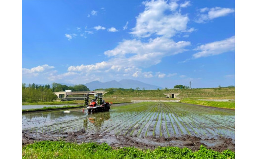 【令和7年産・白米10kg（5kg×2袋）×定期便12ヶ月】佐久市産ミルキークイーン（2025年10月10日以降出荷／北海道・沖縄・離島は配送不可）モチモチ　お弁当　新米　長野県　信州【 米 コメ 精米 お米 こめ おこめ 一等米 単一原料米 信州 佐久地方 秩父山系と八ヶ岳を源泉 長野県 佐久市 】