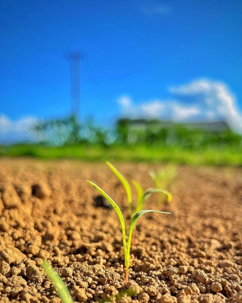 【先行予約】【3ヶ月連続定期便】ニンジンジュース  （1000ml×6本入り）＜2025年12月10日以降順次発送＞人参 にんじん 野菜　ジュース 飲料 長野県 信州【 ニンジン にんじん 人参 にんじんジュース 人参ジュース 健康 野菜ジュース 食べるジュース 有機栽培 ニンジン 農業法人 食べるジュース 朝食 長野県 佐久市 Farmめぐる株式会社 旬彩 】