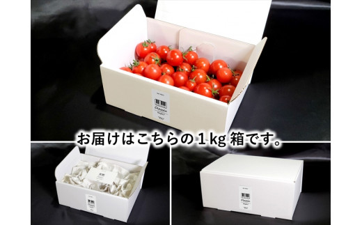 【先行予約・2026年2月以降発送】高糖度クラシックミニトマト『ハイドン』約1kg箱 x 2箱＜北海道・沖縄県・離島は配送不可＞　長野県　信州　佐久市　野菜　旬彩　プチ　小粒