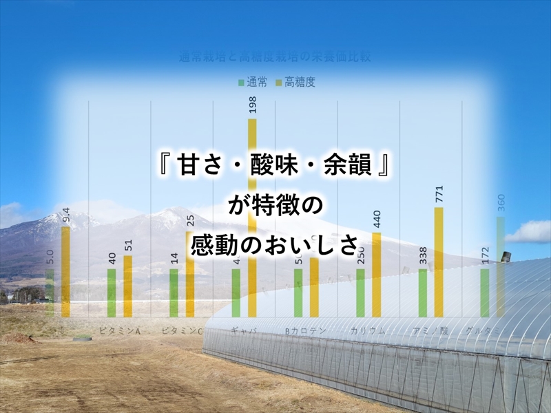 【先行予約・2026年2月以降発送】高糖度クラシックミニトマト『ショパン』約1kg箱＜北海道・沖縄県・離島は発送不可＞　長野県　信州　佐久市　野菜　旬彩　プチ　小粒