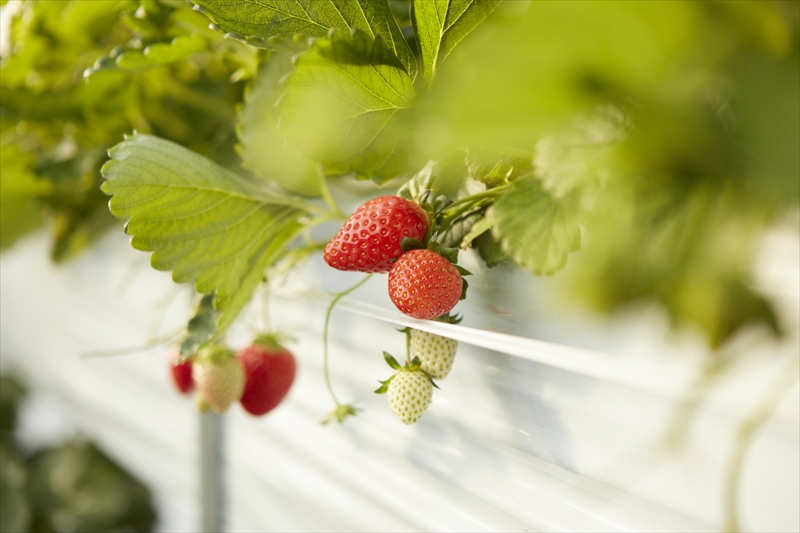 おいしさそのまま瞬間冷凍！冷凍イチゴ約2kg（沖縄県・離島は発送不可）苺 ストロベリー 長野県 信州 【 イチゴ 産直 新鮮 フルーツ （長野県佐久市産）井上寅雄農園 長野県 佐久市 旬彩 】