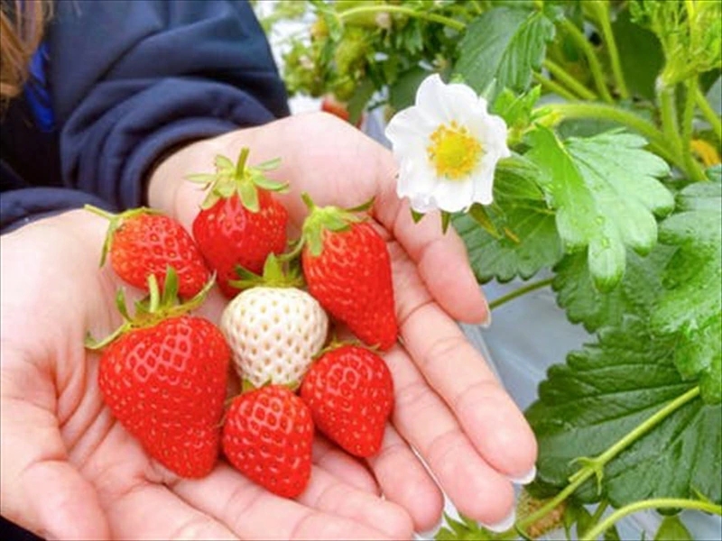 【期間限定／先行予約】朝穫れ完熟不揃いイチゴ約2.4kg（北海道・沖縄県・離島は発送不可）4種類のいちごから厳選 苺 ストロベリー 産地直送 長野県 佐久市 旬彩