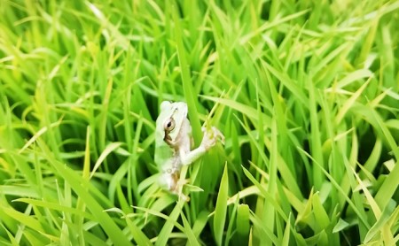 【令和7年産・白米2kg】「五郎兵衛さんのお米」＜2025年10月初旬以降順次配送＞ 長野県 信州 新米 こしひかり【五郎兵衛米 米 コメ 白米 精米 お米 こめ おこめ 備蓄品 仕送り おすそ分け 備蓄米 コシヒカリ こしひかり 長野県 佐久市 】