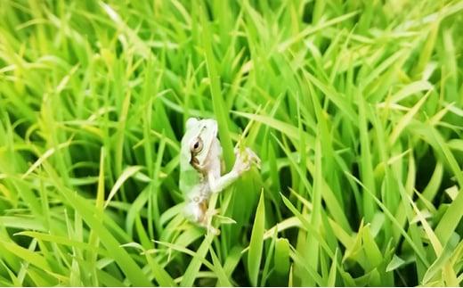 【令和7年産・白米5kg】「五郎兵衛さんのお米」＜2025年10月初旬以降順次配送＞ 長野県 信州 新米 こしひかり【五郎兵衛米 米 コメ 白米 精米 お米 こめ おこめ 備蓄品 仕送り おすそ分け 備蓄米 コシヒカリ こしひかり 長野県 佐久市 】