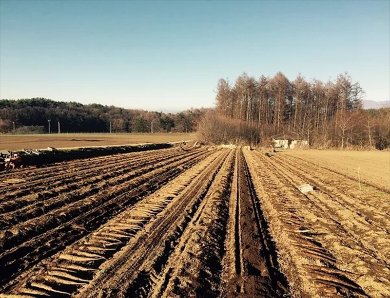 長野県産 ながいも 約5kg 〈2025年12月1日出荷開始～2025年12月25日出荷終了〉| 長芋 長いも 高原野菜 信州佐久 土作りからこだわり 作物本来の美味しさを目指して栽培 長野県 佐久市 旬彩