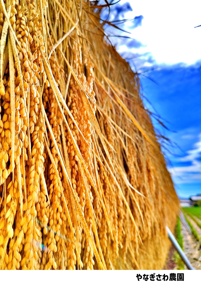 【令和7年産・白米５kg】長野県産こしひかり はぜかけ米（北海道・沖縄県・離島は配送不可）精米 産地直送 信州 長野県 佐久市 美味しい 新米 うるち米