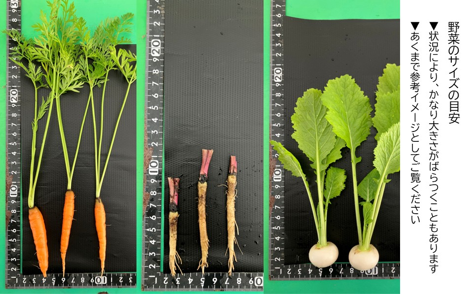 長野県佐久市産『ミニ野菜(根菜類)100本セット』（北海道・沖縄・離島は配送不可） 高原野菜 産地直送 新鮮 旬彩 減農薬 減化学肥料  信州 おまかせ【 長野県 佐久市 】