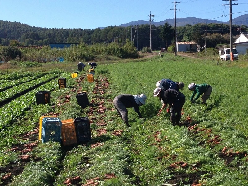 【先行予約】ニンジンジュース （1000ml×6本入り）＜2025年12月10日以降順次発送＞人参 にんじん 野菜 ジュース 飲料 長野県 信州【 ニンジン にんじん 人参 にんじんジュース 人参ジュース 健康 野菜ジュース 食べるジュース 有機栽培 ニンジン 農業法人 食べるジュース 朝食 長野県 佐久市 Farmめぐる株式会社 旬彩 】