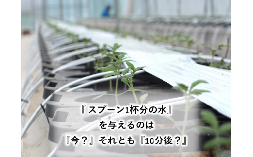 【先行予約・2026年2月以降発送】高糖度クラシックミニトマト『ハイドン』約1kg箱＜北海道・沖縄県・離島は配送不可＞　長野県　信州　佐久市　野菜　旬彩　プチ　小粒