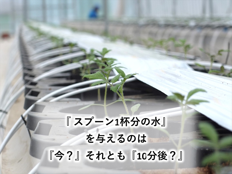 糖度14度 ミニトマトジュース (490ml瓶 x 1本)  クラシックトマト『リスト』使用 野菜 生活 ジュース 飲料 ドリンク 【 トマトジュース 信州 長野県 佐久市 】