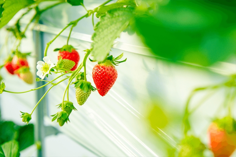 おいしさそのまま瞬間冷凍！冷凍イチゴ約2kg（沖縄県・離島は発送不可）苺 ストロベリー 長野県 信州 【 イチゴ 産直 新鮮 フルーツ （長野県佐久市産）井上寅雄農園 長野県 佐久市 旬彩 】