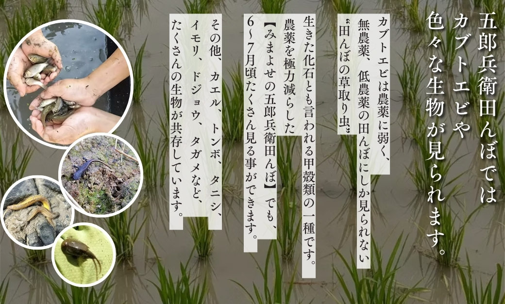 【令和7年産・白米5kg】「五郎兵衛さんのお米」＜2025年10月初旬以降順次配送＞ 長野県 信州 こしひかり【五郎兵衛米 米 コメ 白米 精米 お米 こめ おこめ 備蓄品 仕送り おすそ分け 備蓄米 コシヒカリ こしひかり 長野県 佐久市 】