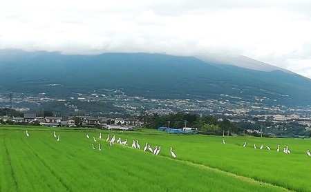 【令和7年産・白米2kg】「五郎兵衛さんのお米」＜2025年10月初旬以降順次配送＞ 長野県 信州 新米 こしひかり【五郎兵衛米 米 コメ 白米 精米 お米 こめ おこめ 備蓄品 仕送り おすそ分け 備蓄米 コシヒカリ こしひかり 長野県 佐久市 】