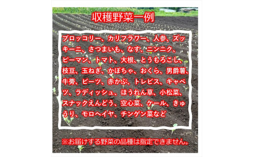 【3ヶ月定期便】旬の野菜7種『たくみのほほ笑みセット』（2026年7～9月出荷／北海道・九州・沖縄県・離島は配送不可） 旬彩 長野県 信州 おまかせ 高原  産地直送 季節 詰合せ 有機 栽培 先行予約