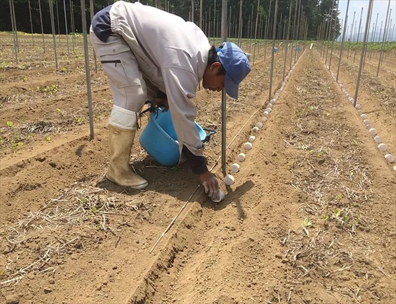 長野県産 ながいも 約10kg 〈2025年12月1日出荷開始～2025年12月25日出荷終了〉| 長芋 長いも 高原野菜 信州佐久 土作りからこだわり 作物本来の美味しさを目指して栽培 長野県 佐久市 旬彩