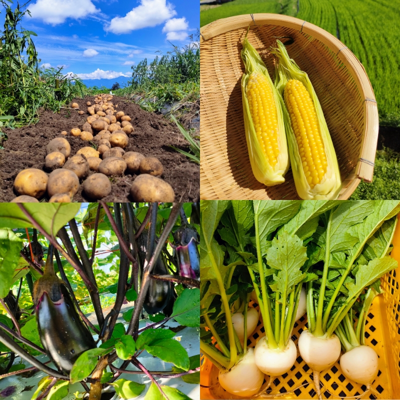 【先行予約〈出荷時期:2026年6月出荷〉】朝採れおまかせ旬の高原野菜 7種セット (北海道・沖縄県・離島は配送不可)　長野県　信州　栽培期間中　無農薬　産地直送　季節　旬　岩渕なないろ農園 旬彩