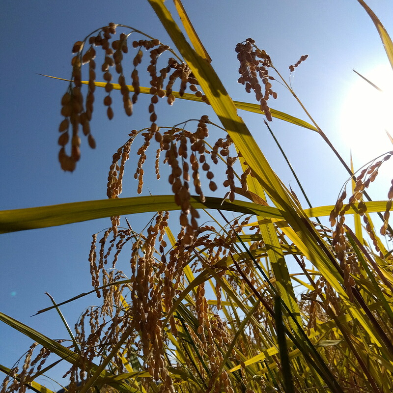 玄米餅1キロ（2025年11月～2026年3月出荷／沖縄・離島は配送不可）　正月　長野県　信州【 信州 餅 お餅 生餅 長野県 佐久市 】