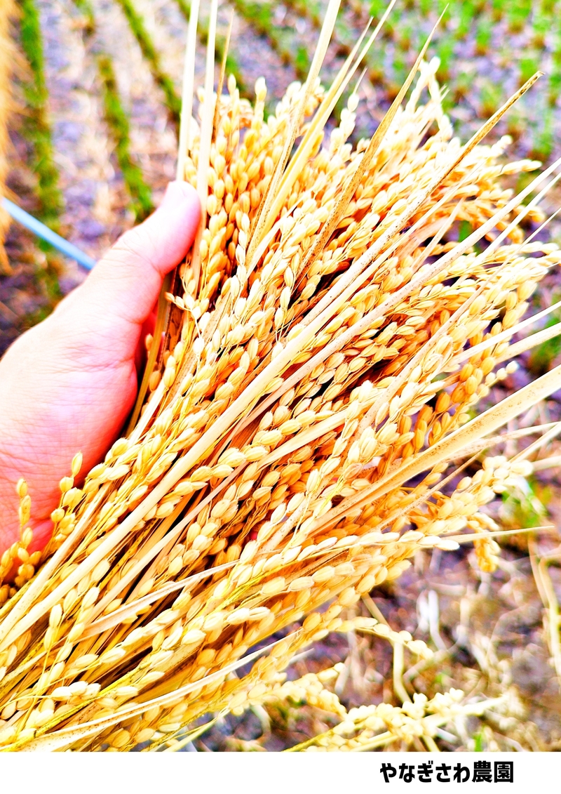 【令和7年産・白米１０kg（5kg×2袋）】長野県産こしひかり はぜかけ米（北海道・沖縄県・離島は配送不可）精米 産地直送 信州 長野県 佐久市 美味しい 新米 うるち米