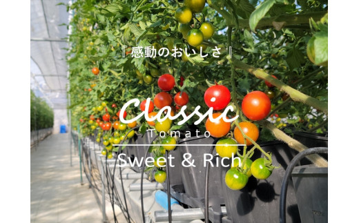 【先行予約・2026年2月以降発送】高糖度クラシックミニトマト『ハイドン』約1kg箱 x 2箱＜北海道・沖縄県・離島は配送不可＞　長野県　信州　佐久市　野菜　旬彩　プチ　小粒