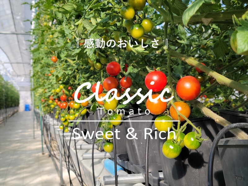 糖度14度 ミニトマトジュース (490ml瓶 x 1本)  クラシックトマト『リスト』使用 野菜 生活 ジュース 飲料 ドリンク 【 トマトジュース 信州 長野県 佐久市 】