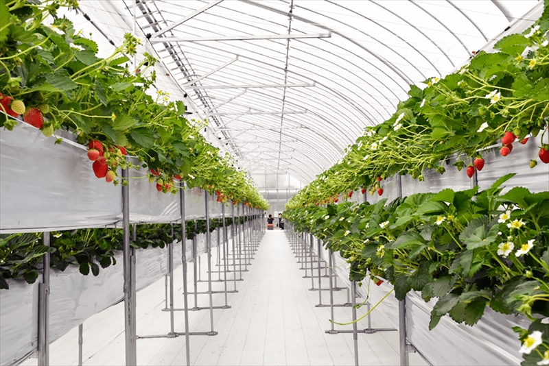 おいしさそのまま瞬間冷凍！冷凍イチゴ約2kg（沖縄県・離島は発送不可）苺 ストロベリー 長野県 信州 【 イチゴ 産直 新鮮 フルーツ （長野県佐久市産）井上寅雄農園 長野県 佐久市 旬彩 】