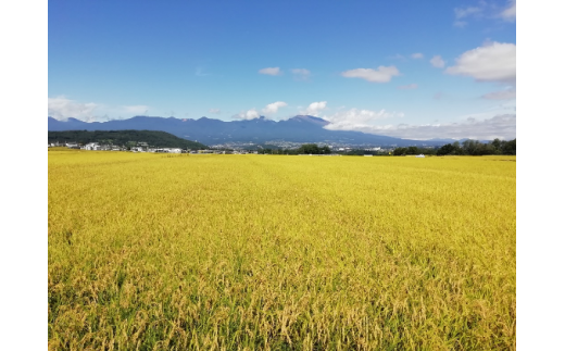 【令和7年産・白米5kg】「五郎兵衛さんのお米」＜2025年10月初旬以降順次配送＞ 長野県 信州 新米 こしひかり【五郎兵衛米 米 コメ 白米 精米 お米 こめ おこめ 備蓄品 仕送り おすそ分け 備蓄米 コシヒカリ こしひかり 長野県 佐久市 】