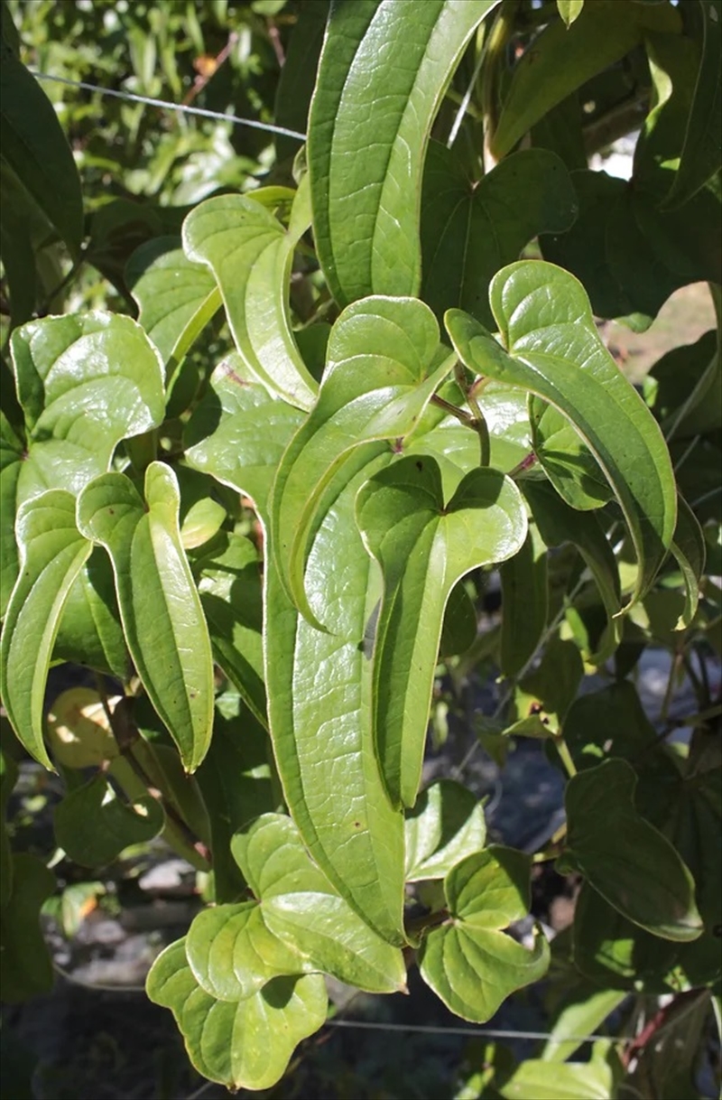 長野県産 ながいも 約10kg 〈2025年12月1日出荷開始～2025年12月25日出荷終了〉| 長芋 長いも 高原野菜 信州佐久 土作りからこだわり 作物本来の美味しさを目指して栽培 長野県 佐久市 旬彩