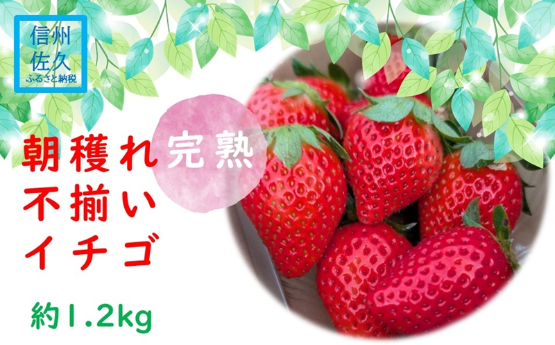 【期間限定／先行予約】朝穫れ完熟不揃いイチゴ約1.2kg（北海道・沖縄県・離島は発送不可）4種類のいちごから厳選 苺 ストロベリー 産地直送 長野県 佐久市 旬彩