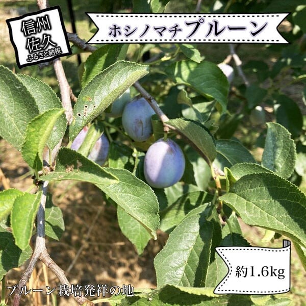 【先行予約・2026年9月下旬発送】令和8年産ホシノマチプルーン（サンプルーン）約1.6kg ＜沖縄県・離島は発送不可＞ 長野県 信州 佐久市 発祥 セイヨウスモモ