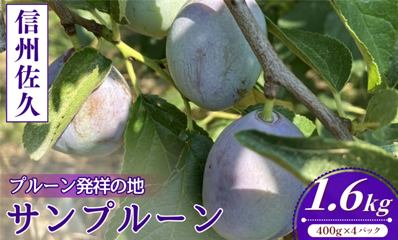 【先行予約・2026年9月下旬発送】令和8年産ホシノマチプルーン（サンプルーン）約1.6kg ＜沖縄県・離島は発送不可＞ 長野県 信州 佐久市 発祥 セイヨウスモモ