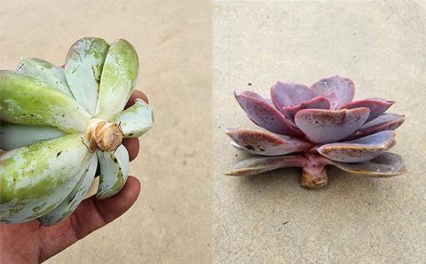 【テールマウンテン】東御市産多肉植物 エケベリア カット苗（8本セット）