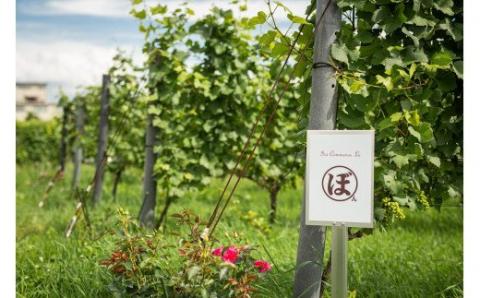 【数量限定】東御市産ワイン 3本 （ぼんじゅーる農園産）