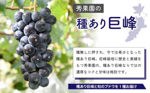 【先行受付2025年発送】種あり巨峰と旬のおすすめ品種（１房） 計5~6房 （約2kg）｜秀果園　※2025年9月～10月順次発送