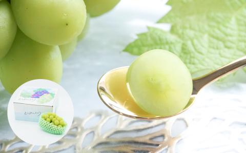 【2回定期便】（2025年発送）シャインマスカット　秋＆冬お届け便