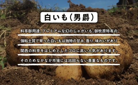 【先行受付2025年発送】料亭御用達！東御市産白いも10kg｜じゃがいも【数量限定】※2025年8月下旬～10月下旬に順次発送予定※着日指定不可