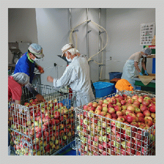 「トロワジエーム」シードル3本セット／発泡性リンゴのお酒 | りんご 500ml 3種